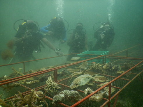 Team Mwambao und marinecultures.org