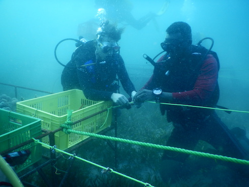 Bestücken der Rope Nursery