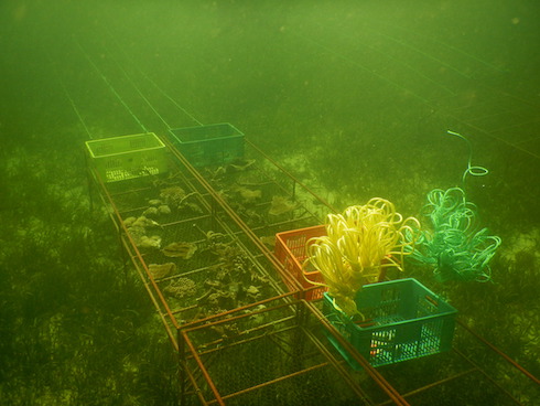 Die ersten Tische mit Corals of Opportunity (COO)