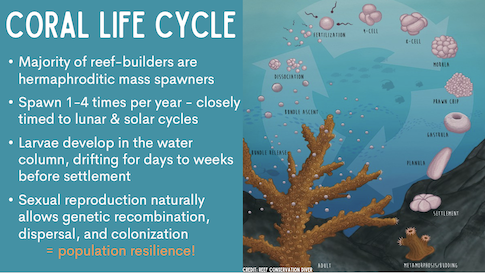 Larval Propagation in Zanzibar