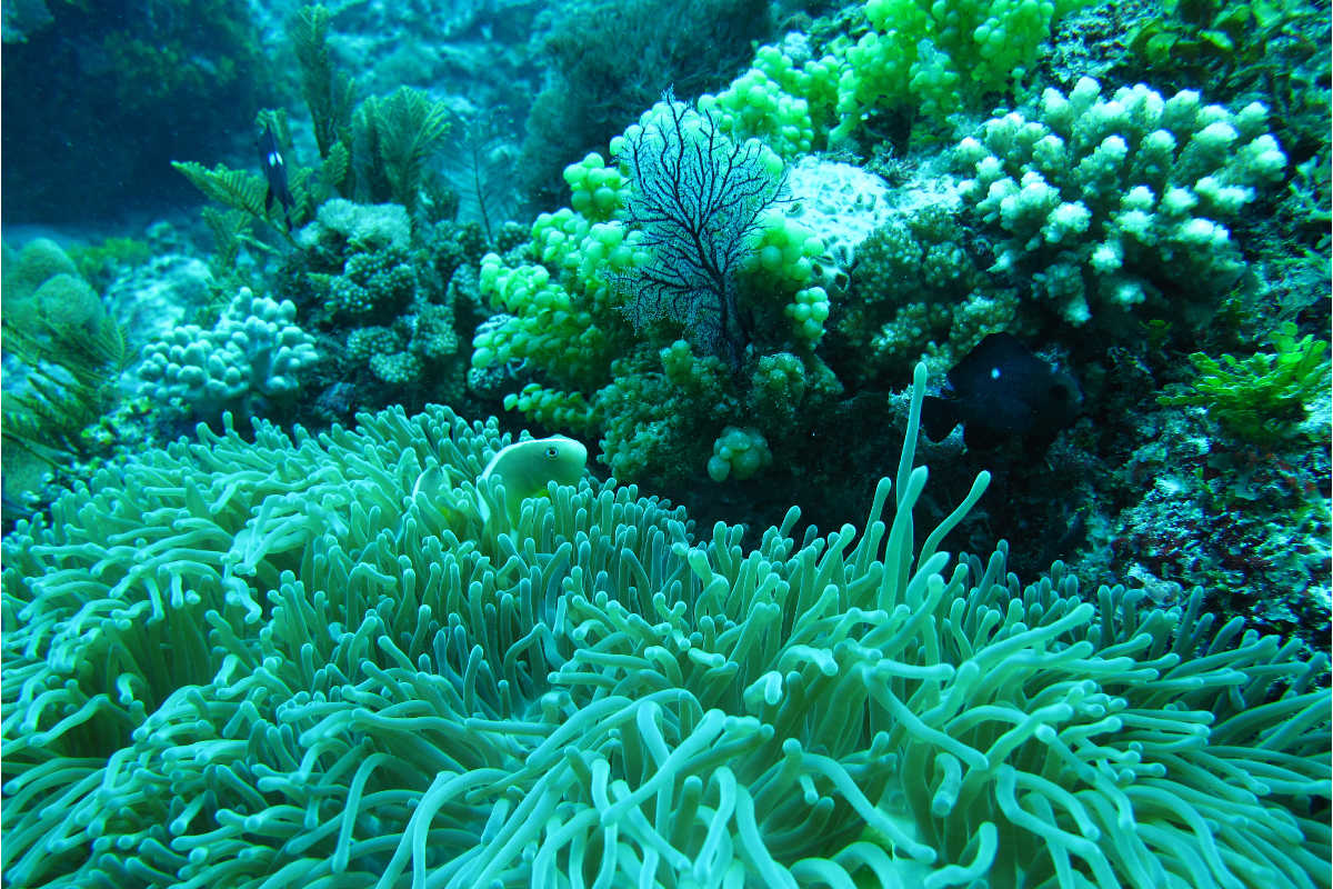Jambiani Softcorals