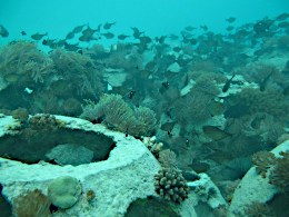 Kibigija Reefballs in June 2019