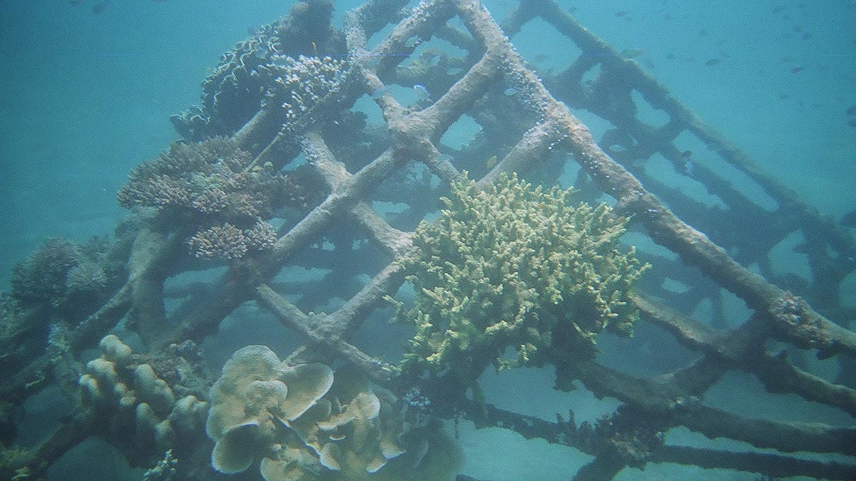 Artificial Reef