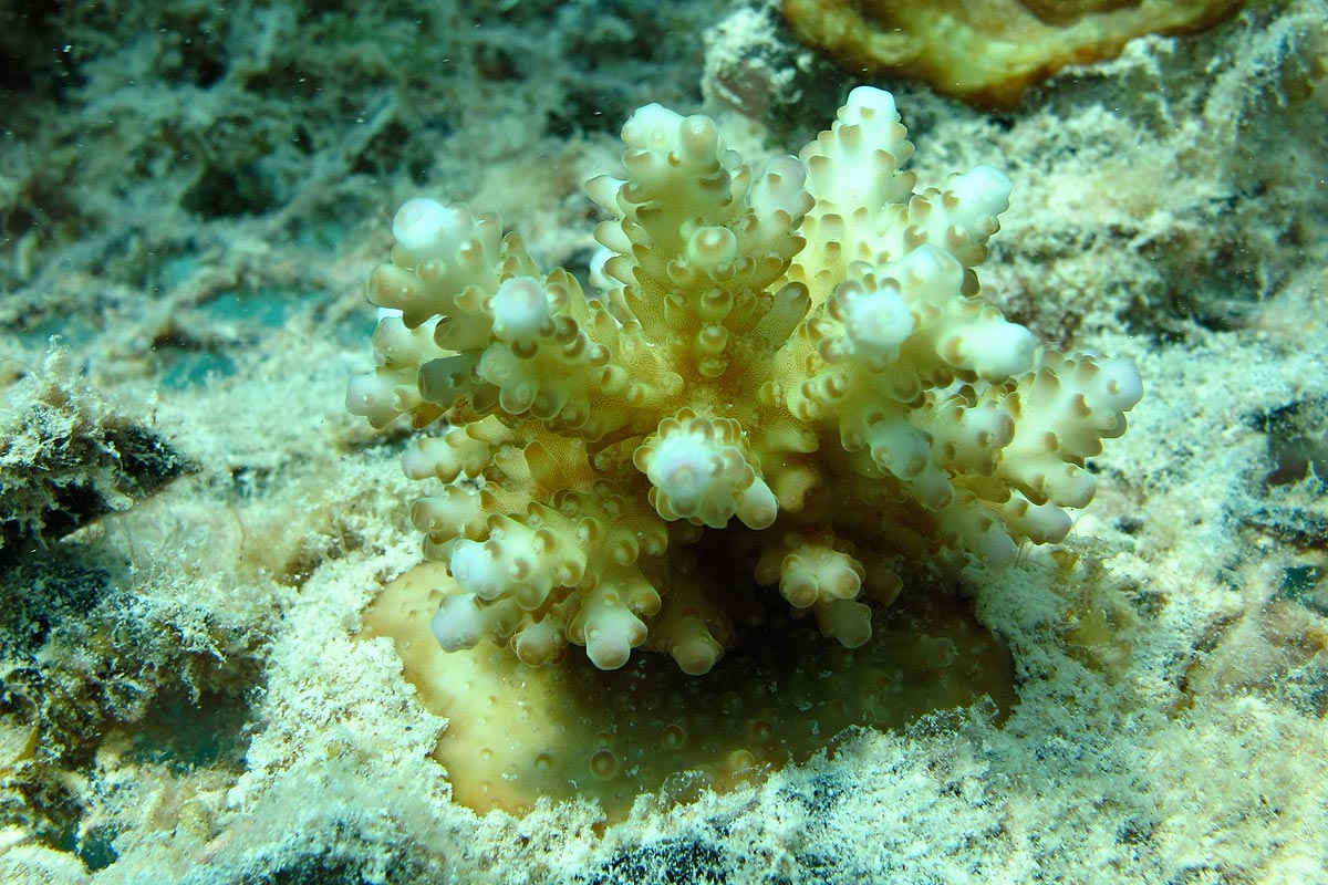farmed Acropora