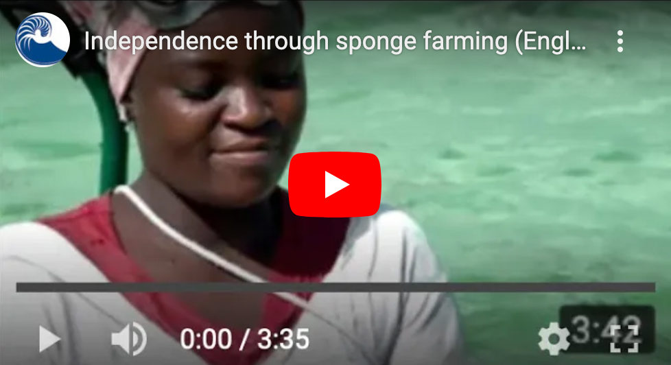 Independence Thanks to Sponge Farms Video still: Independence Thanks to Sponge Farms
