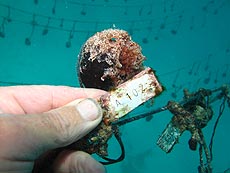 sterbend wegen Schädling sterbend wegen Schädling
