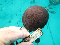 gut gewachsen gut gewachsen