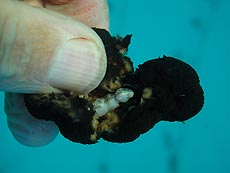 Schädling Schädling