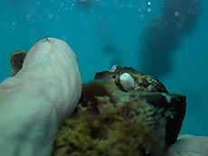 weiterer Schädling weiterer Schädling