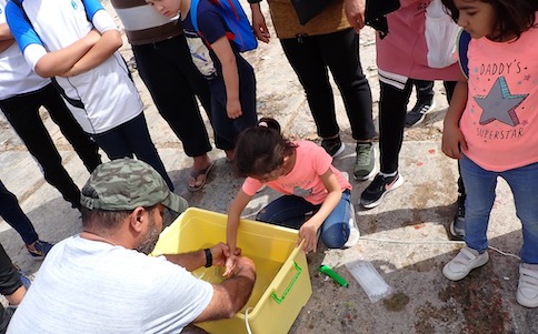 Grosses Interesse Grosses Interesse an den Schwämmen