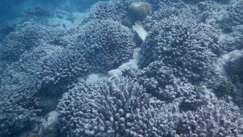 Tote Korallen Tote Korallen