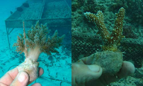 Planting on Reefballs Planting on Reefballs