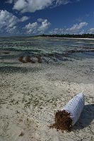 Seaweed Bag Seaweed Bag