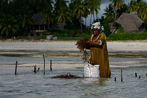 Seaweed Farmerin. Seaweed Farmerin. Hinten links die marinecultures Base