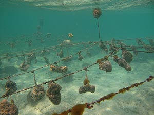 Kleine Farm kurz vor dem Ausbau Kleine Farm kurz vor dem Ausbau