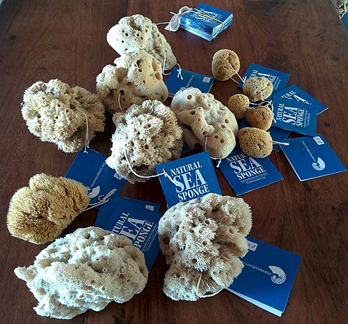 ready for sale sponges ready for sale