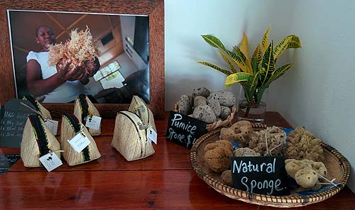 Seaweed Center Display Seaweed Center Display