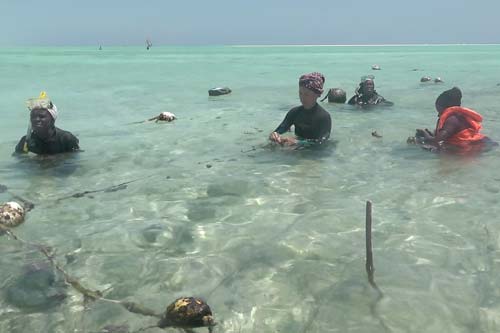 Spongefarmerinnen & Connie an der Arbeit Spongefarmerinnen an der Arbeit