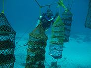 The sponge museum spongebaskets