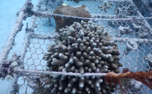 Überlebende Koralle Überlebende Koralle