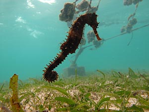 Unsere geliebte Schwamm-Wächterin Unsere geliebte Schwamm-Wächterin