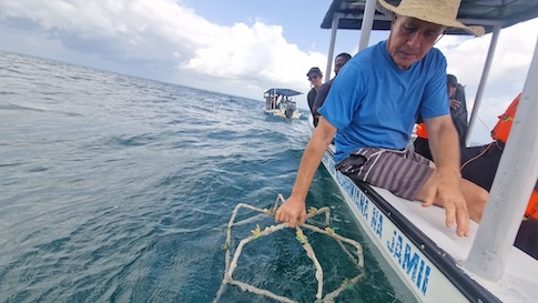 Reef Stars werden versenk