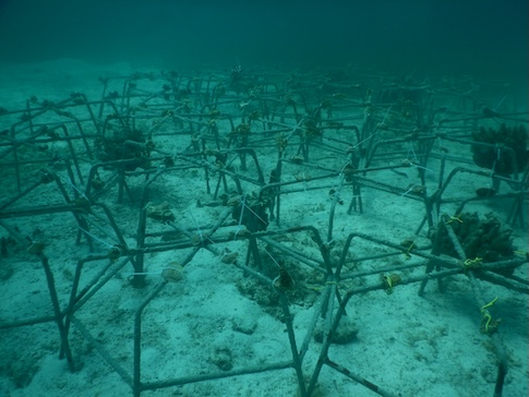 Reef Stars werden unter Wasser zusammengestellt