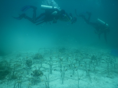 Reef Stars werden unter Wasser zusammengestellt