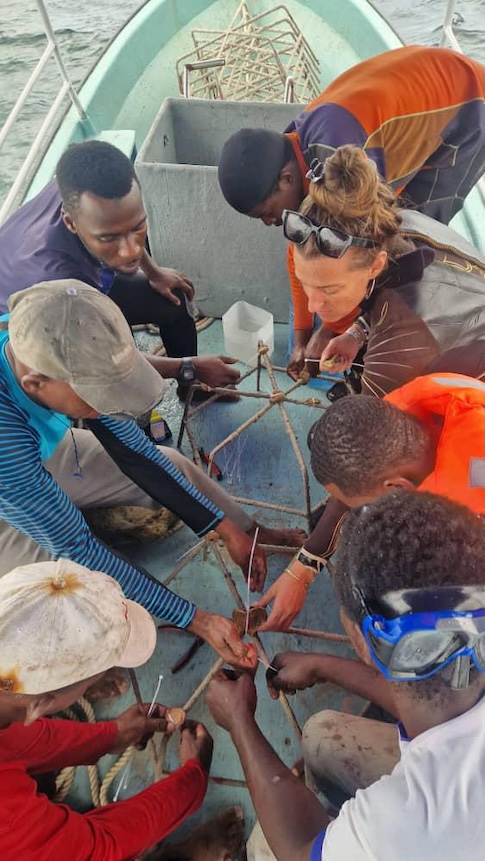 Reef Stars bestücken