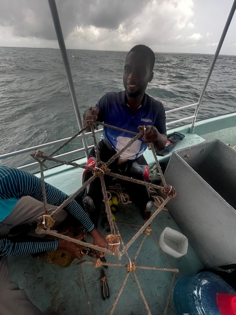 Reef Stars bestücken