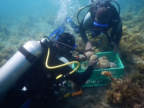 Einsammeln von Corals of Opportunities 