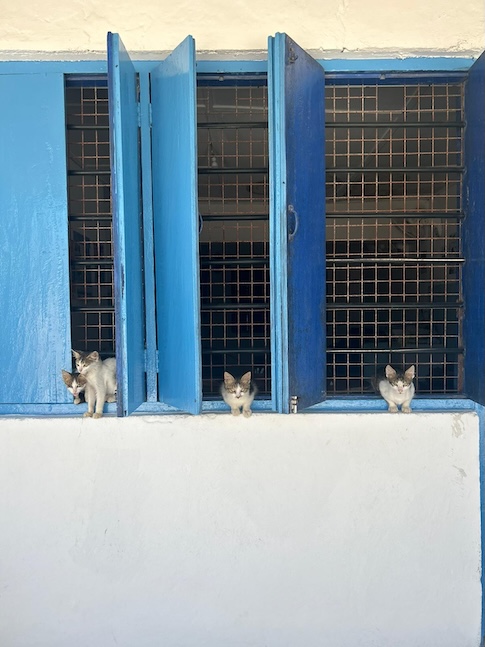 Katzen bei Marinecultures.org